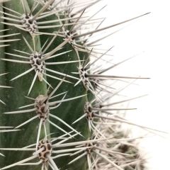 Meksika Kaktüsü- Pachycereus Pringlei-15 cm Saksıda-20cm Boy-Dev Boya Ulaşan Doğal Kaktüs