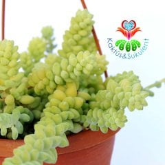 Sedum Burrito-Mükemmel Sarkıcı Sukulent-15 cm Askılı Saksıda