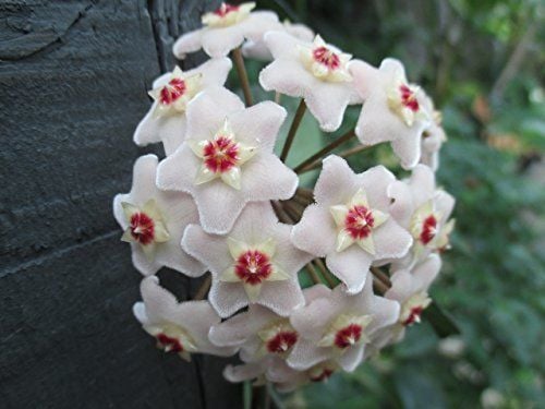 Mum Çiçeği-Hoya Carnosa- Mis Kokulu Çiçekler Açar-5,5 cm Saksıda