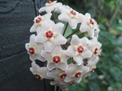 Mum Çiçeği-Hoya Carnosa- Mis Kokulu Çiçekler Açar-5,5 cm Saksıda
