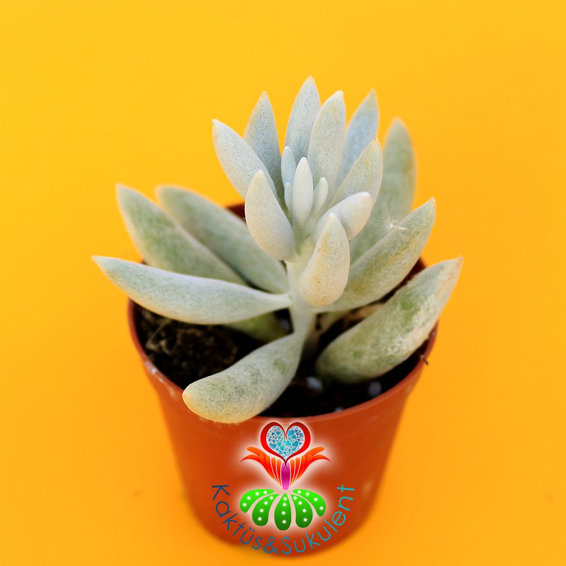 Senecio Haworthii ''Koza Bitkisi''-Beyaz yumuşak Yapraklı-5,5cm Saksıda