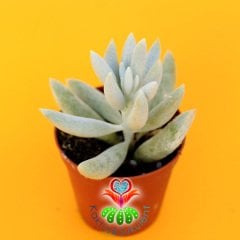 Senecio Haworthii ''Koza Bitkisi''-Beyaz yumuşak Yapraklı-5,5cm Saksıda