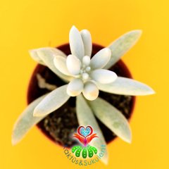 Senecio Haworthii ''Koza Bitkisi''-Beyaz yumuşak Yapraklı-5,5cm Saksıda
