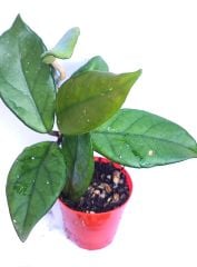 Mum Çiçeği-Hoya Carnosa- Mis Kokulu Çiçekler Açar-5,5 cm Saksıda