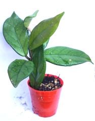 Mum Çiçeği-Hoya Carnosa- Mis Kokulu Çiçekler Açar-5,5 cm Saksıda