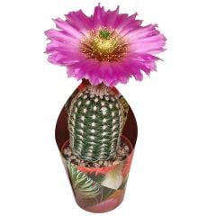 Echinocereus Reichenbachii f. Albispinus - Mevsiminde Mükemmel Mor Renk Çiçek Açar- Özel Tür 5,5 cm Saksıda