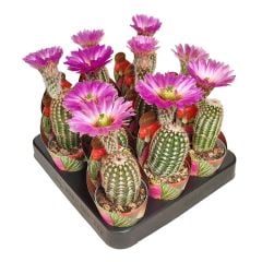 Echinocereus Reichenbachii f. Albispinus - Mevsiminde Mükemmel Mor Renk Çiçek Açar- Özel Tür 5,5 cm Saksıda