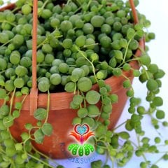 Senecio Rowleyanus-Boncuk tespih Sukulent-İnci Dizisi-15 cm Askılı Saksıda