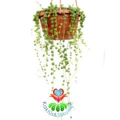 Senecio Rowleyanus-Boncuk tespih Sukulent-İnci Dizisi-15 cm Askılı Saksıda