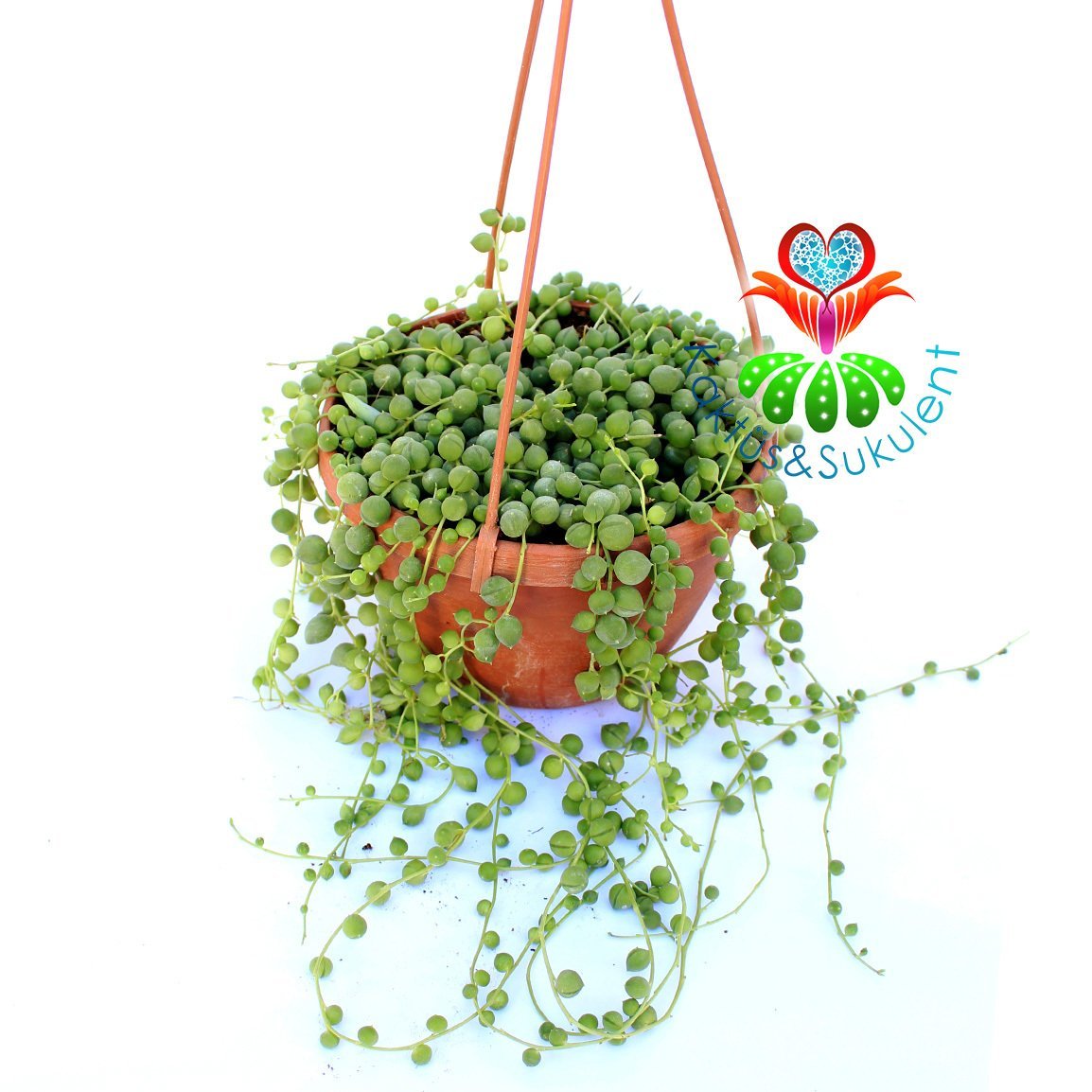 Senecio Rowleyanus-Boncuk tespih Sukulent-İnci Dizisi-15 cm Askılı Saksıda
