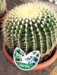 Altın Varil Kaktüs, Echinocactus Grusonii -Devasa Boyutlara Ulaşır- DEV BOY- 50 cm Saksıda-