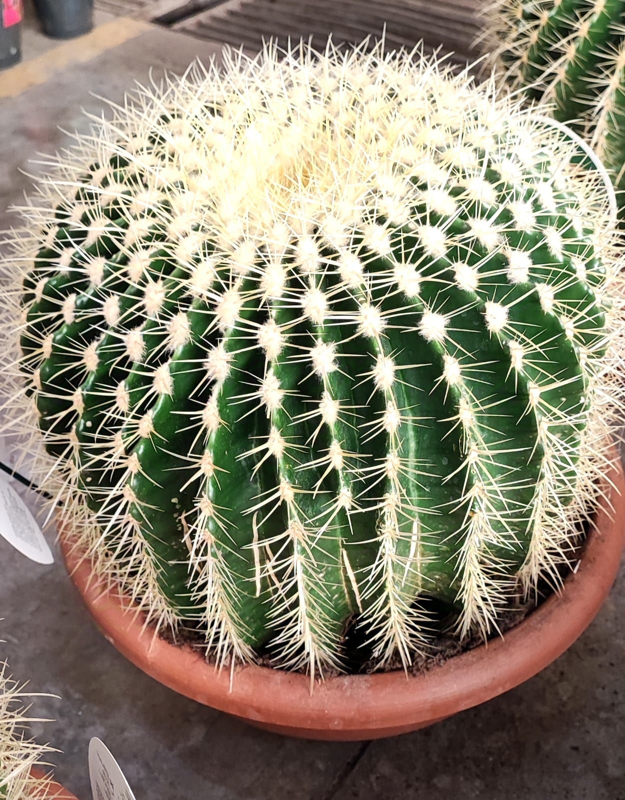 Altın Varil Kaktüs, Echinocactus Grusonii -Devasa Boyutlara Ulaşır- DEV BOY- 50 cm Saksıda-