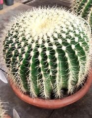 Altın Varil Kaktüs, Echinocactus Grusonii -Devasa Boyutlara Ulaşır- DEV BOY- 50 cm Saksıda-