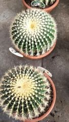 Altın Varil Kaktüs, Echinocactus Grusonii -Devasa Boyutlara Ulaşır- DEV BOY- 50 cm Saksıda-
