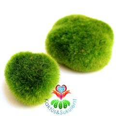 Yeşil Renk Yapay Yosun- Canlı Renkli 3 cm ve 7 cm Büyüklükte 2 Parça Bir Pakette Mini Bahçe,Sukulent