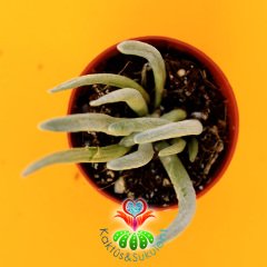 Senecio Scaposus-Ahtopot Sukulent-5,5 cm Saksıda-Nadir Tür