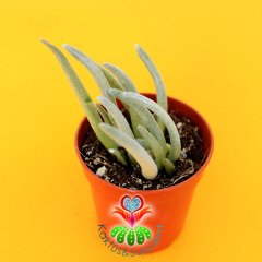 Senecio Scaposus-Ahtopot Sukulent-5,5 cm Saksıda-Nadir Tür