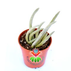 Senecio Scaposus-Ahtopot Sukulent-5,5 cm Saksıda-Nadir Tür