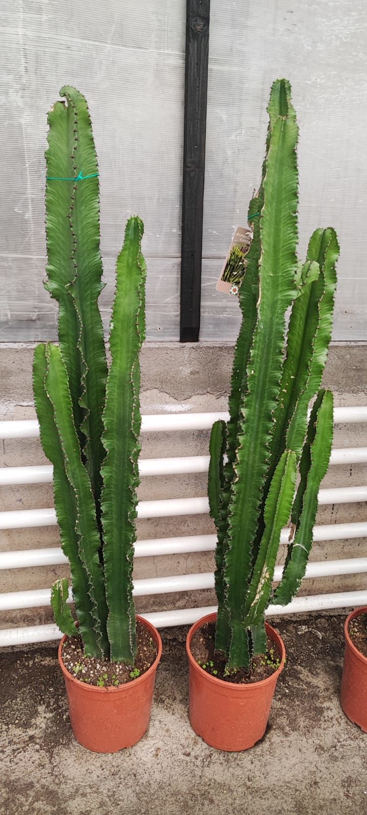 Cowboy Cactus, Dev Euphorbia Ingens 170+ cm Uzunluğunda -20 cm Saksıda, Ev, Ofis Cactus, Canlı Dekor