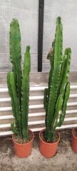 Cowboy Cactus, Dev Euphorbia Ingens 140+ cm Uzunluğunda -20 cm Saksıda, Ev, Ofis Cactus, Canlı Dekor