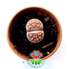 Lithops Karasmontana Kırmızı Renk-5,5 cm Saksıda -Yaşayan Taş Kaktüs-Altıntaş-Sarı Renk Çiçek Açar