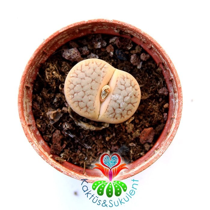 Lithops 'Avocado Cream'-Krem Renk-5,5 cm Saksıda -Yaşayan Taş Kaktüs-Altıntaş-Sarı Renk Çiçek Açar