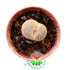 Lithops 'Avocado Cream'-Krem Renk-5,5 cm Saksıda -Yaşayan Taş Kaktüs-Altıntaş-Sarı Renk Çiçek Açar