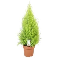 Cupressus macrocarpa 'Goldcrest Wilma' 10,5 cm Saksıda Monteri servisi, Servi