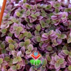 Callisia Repens 'Pink Lady'-Minik Pembe Yapraklı Telgraf Çiçeği-15 cm Askılı Saksıda