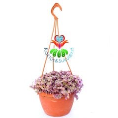 Callisia Repens 'Pink Lady'-Minik Pembe Yapraklı Telgraf Çiçeği-15 cm Askılı Saksıda