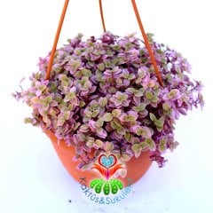 Callisia Repens 'Pink Lady'-Minik Pembe Yapraklı Telgraf Çiçeği-15 cm Askılı Saksıda