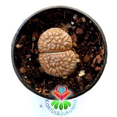 Lithops Deboeri-Kahverengi Renk-5,5 cm Saksıda -Yaşayan Taş Kaktüs-Altıntaş-Sarı Renk Çiçek Açar