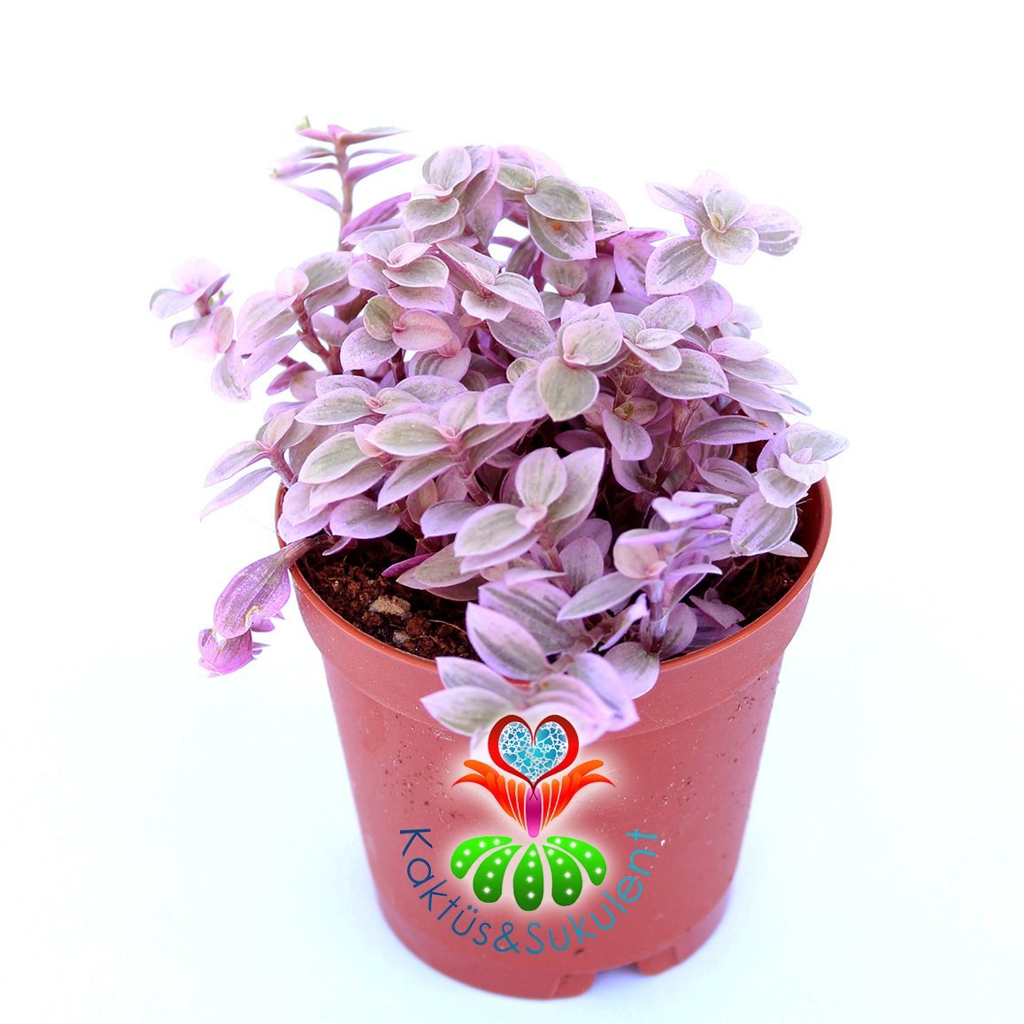 Callisia Repens 'Pink Lady'-5,5 cm Saksıda-Pembe Yapraklı Telgraf Çiçeği-5,5 cm Saksıda