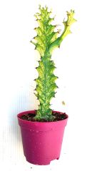 Euphorbia Trigona Variegata 8,5 cm Saksıda Nadir Tür Çift Renkli Kaktüs