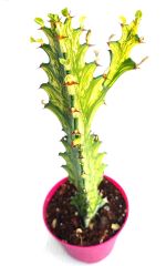 Euphorbia Trigona Variegata 8,5 cm Saksıda Nadir Tür Çift Renkli Kaktüs