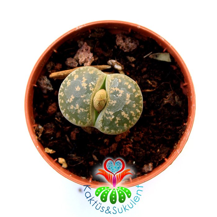 Lithops Leslei-Yeşil Bronz Renk-5,5 cm Saksıda -Yaşayan Taş Kaktüs-Altıntaş-Sarı Renk Çiçek Açar