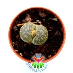 Lithops Leslei-Yeşil Bronz Renk-5,5 cm Saksıda -Yaşayan Taş Kaktüs-Altıntaş-Sarı Renk Çiçek Açar