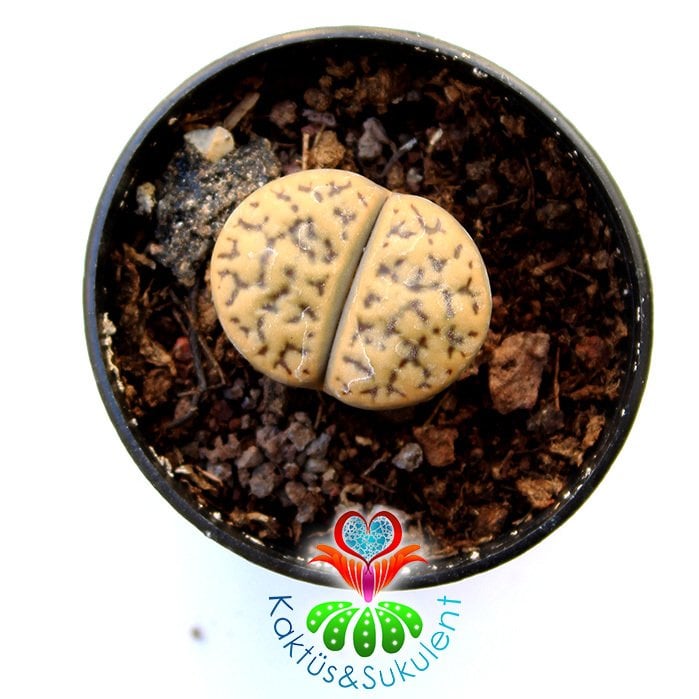 Lithops Waldroniae -Krem Kahve Renk-5,5 cm Saksıda -Yaşayan Taş Kaktüs-Altıntaş-Sarı Renk Çiçek Açar