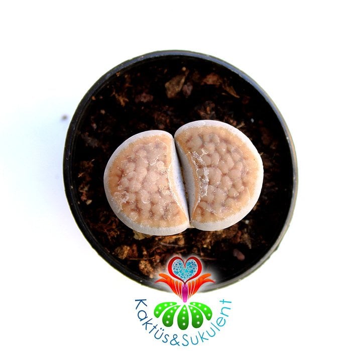 Lithops Karasmontana -Açık Turuncu -5,5 cm Saksıda -Yaşayan Taş Kaktüs-Altıntaş-Sarı Renk Çiçek Açar
