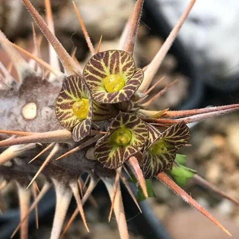 Euphorbia Croizatii - Nadir Tür Muhteşem Renk Çiçek Açar 8,5 cm saksıda