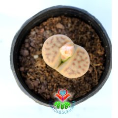 Lithops Dorotheae C124-Yaşayan Taş Kaktüs-Altıntaş-5,5 cm Saksıda