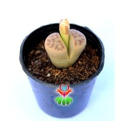 Lithops Dorotheae C124-Yaşayan Taş Kaktüs-Altıntaş-5,5 cm Saksıda