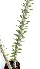 Euphorbia Croizatii - Nadir Tür Muhteşem Renk Çiçek Açar 8,5 cm saksıda
