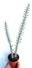 Euphorbia Croizatii - Nadir Tür Muhteşem Renk Çiçek Açar 8,5 cm saksıda