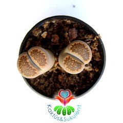 Lithops Julii -Kahverengi Uçlu -5,5 cm Saksıda -Yaşayan Taş Kaktüs-Altıntaş-Sarı Renk Çiçek Açar