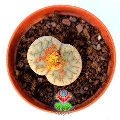 Lithops Gracilidelineata C309-Yaşayan Taş Kaktüs-Altıntaş-5,5 cm Saksıda