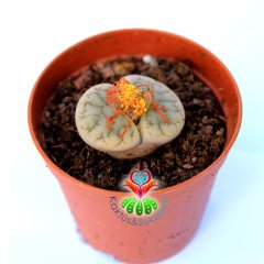 Lithops Gracilidelineata C309-Yaşayan Taş Kaktüs-Altıntaş-5,5 cm Saksıda
