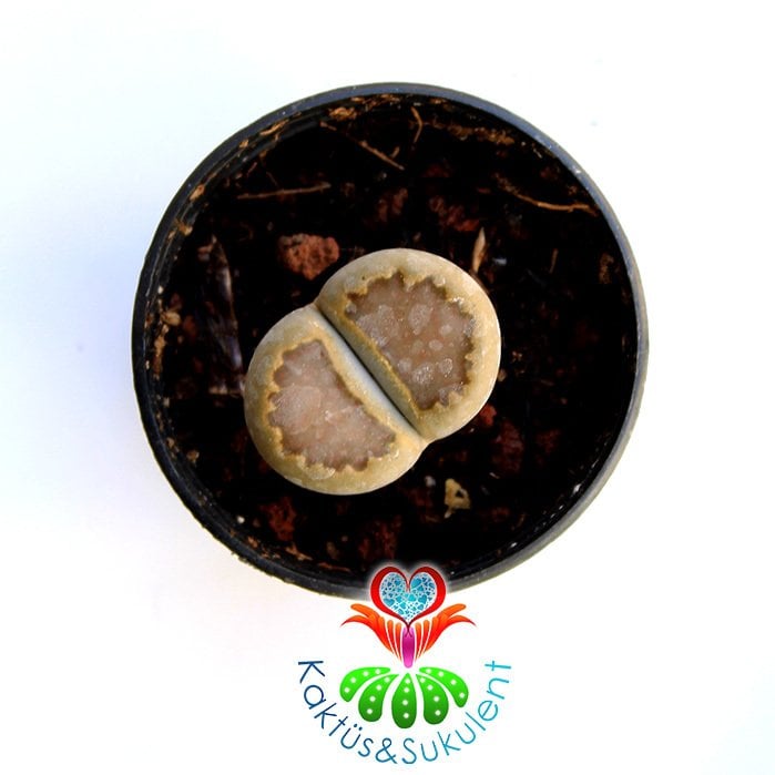 Lithops sp. -Kahve Renk -5,5 cm Saksıda -Yaşayan Taş Kaktüs-Altıntaş-Sarı Renk Çiçek Açar