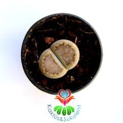 Lithops sp. -Kahve Renk -5,5 cm Saksıda -Yaşayan Taş Kaktüs-Altıntaş-Sarı Renk Çiçek Açar