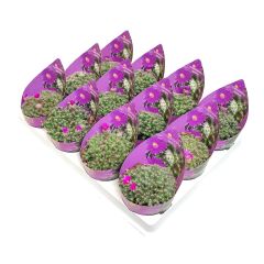 Trichodiadema Densum 10,5 cm saksıda Pembe çiçekler açar